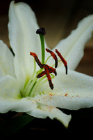 Flora