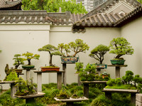 Chinese Garden. Sydney. Bonsai