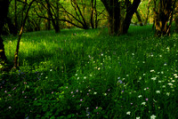 Bluebells - not quite ready. May 2012